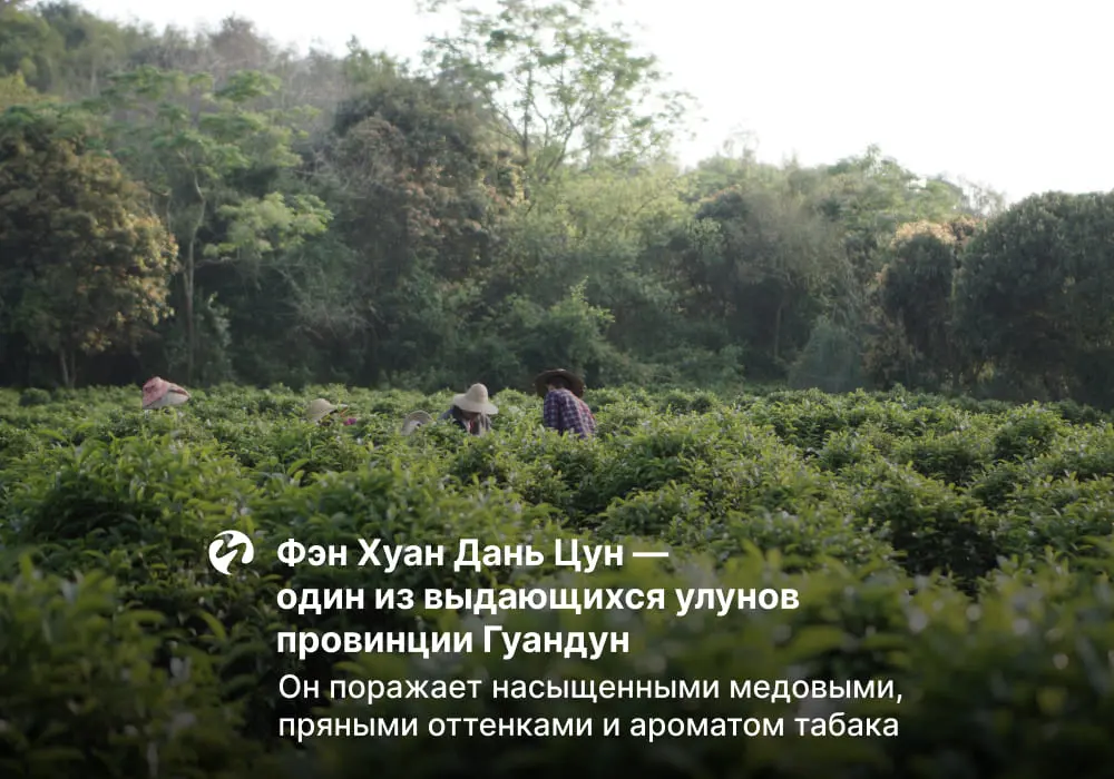 Фэн Хуан Дань Цун