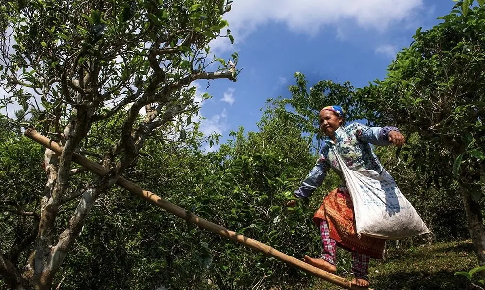 Шен пуэр «Путь», ЧАЁК, 200 грамм, 2021 год