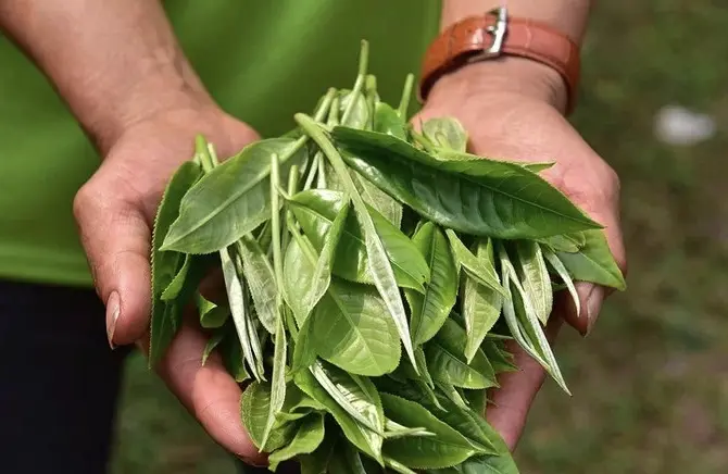 Лао Ман Э, 2017 год