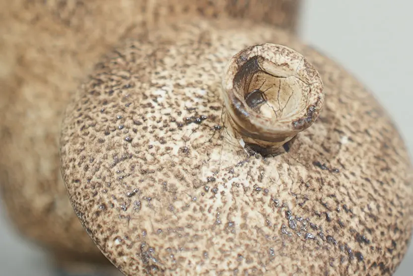 Гайвань № 107, керамика Дэхуа, 80 мл