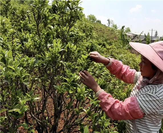 Бака Гу Шу Бай Ча