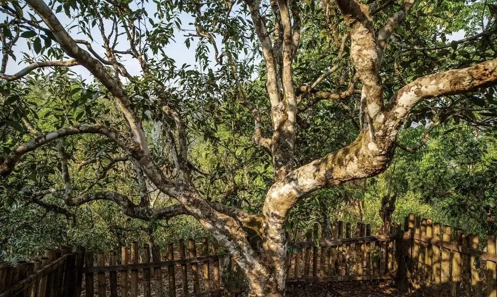 Лао Ман Э, 2017 год