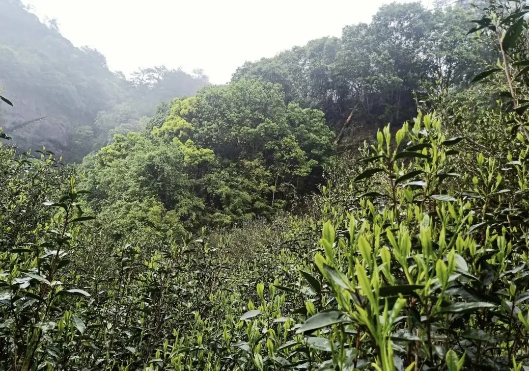 Бай Ньен Шуй Сян, столетние кусты, 10 грамм