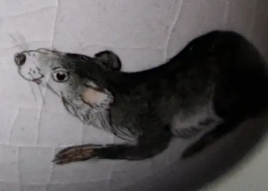 Пиала «Крыса» № 75, керамика Цзиндэчжэнь, 106 мл