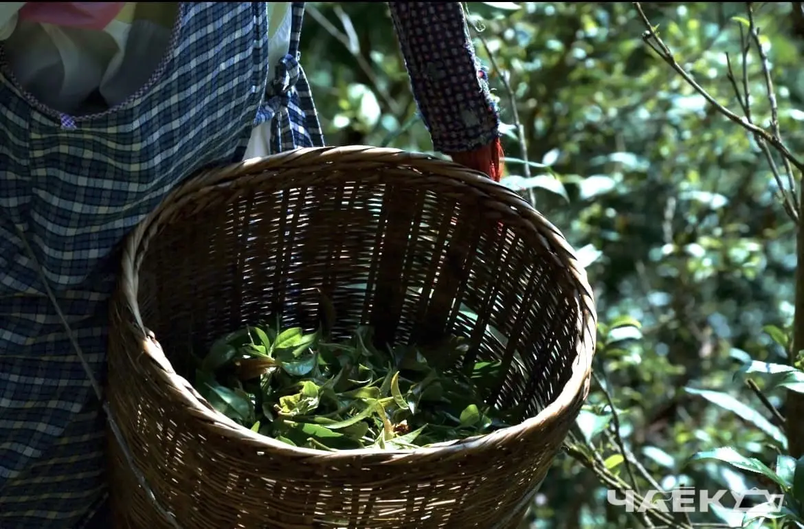 Красный чай «Дикий сладкий», ЧАЁК, 100 грамм, 2023 год