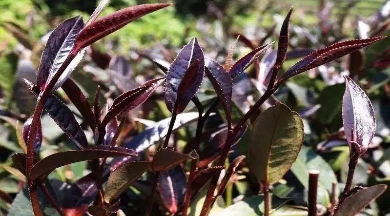 Гу Шу Цзы Цзюань Хун Ча