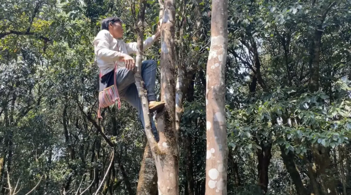 Шу пуэр «Тарзан» ЧАЁК, 200 грамм, 2021 год