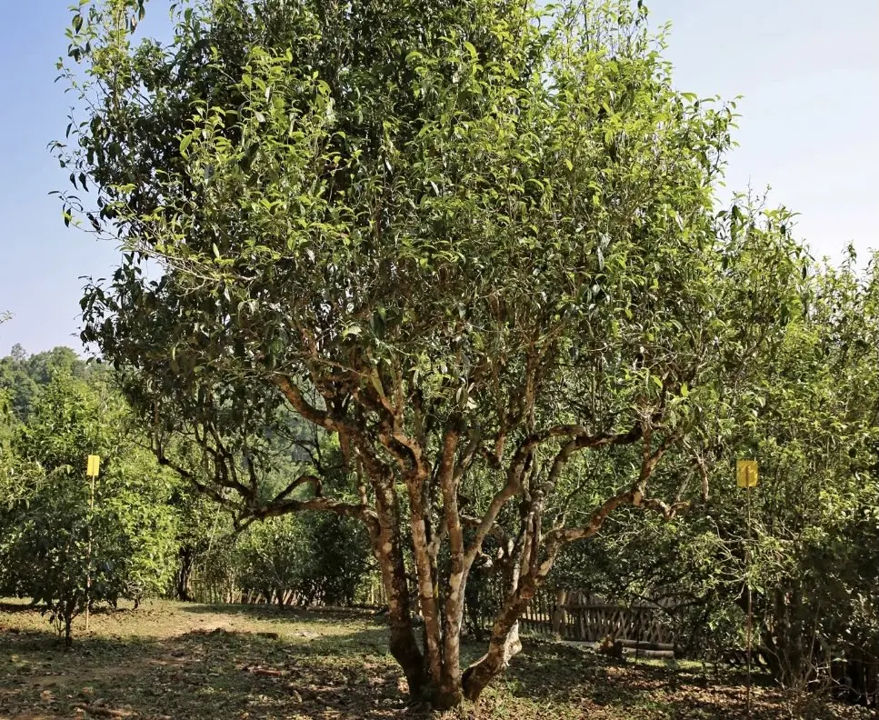 Шен пуэр «Галактика», 200 грамм, 2020 год