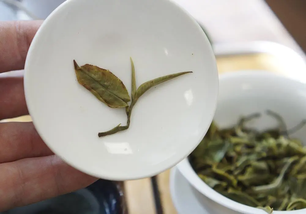 Сюэ Я «Снежная Почка»