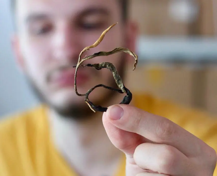 Дянь Хун Цзинь Хао