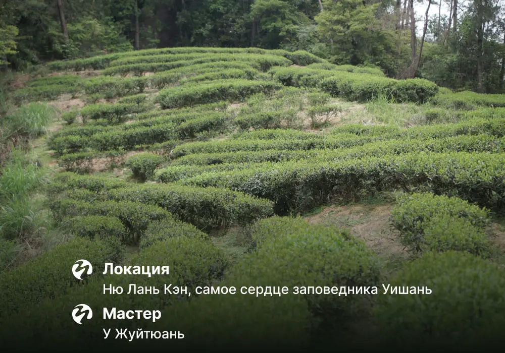 Да Хун Пао Цзинь Гуань Инь