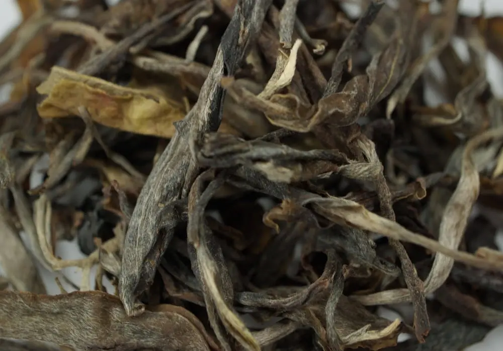 Нака Шен Ча, 2023 год