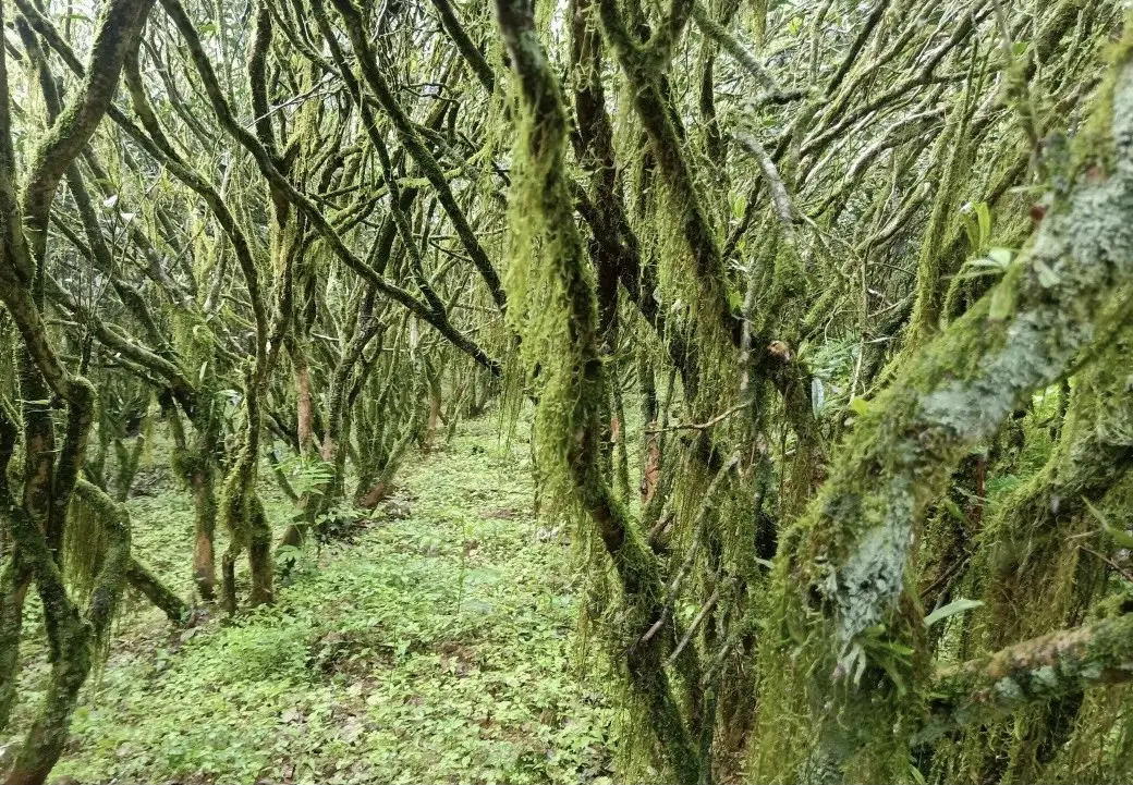 Бай Ньен Шуй Сян, столетние кусты, 10 грамм