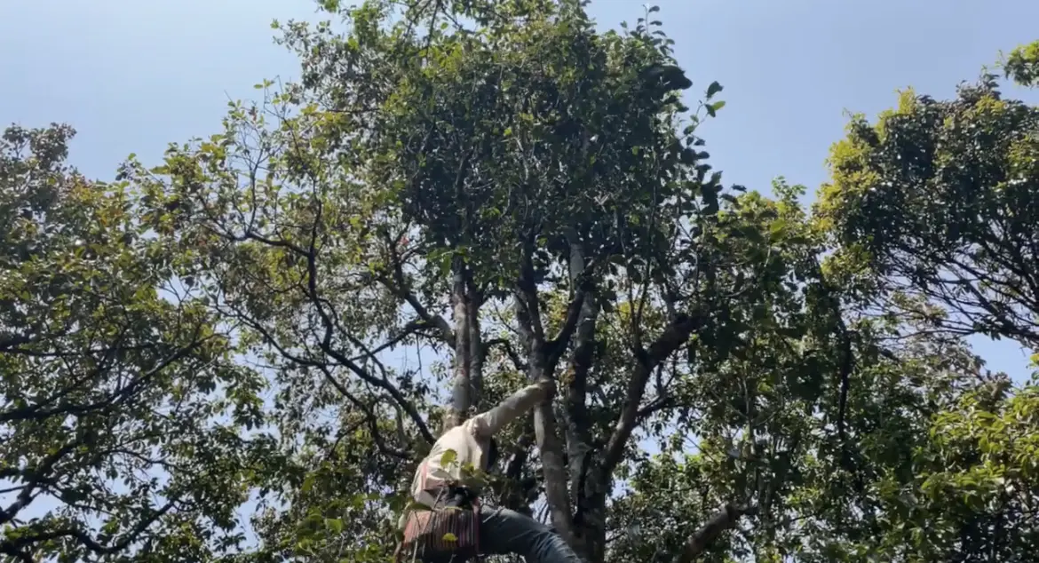 Шу пуэр «Тарзан» ЧАЁК, 200 грамм, 2021 год