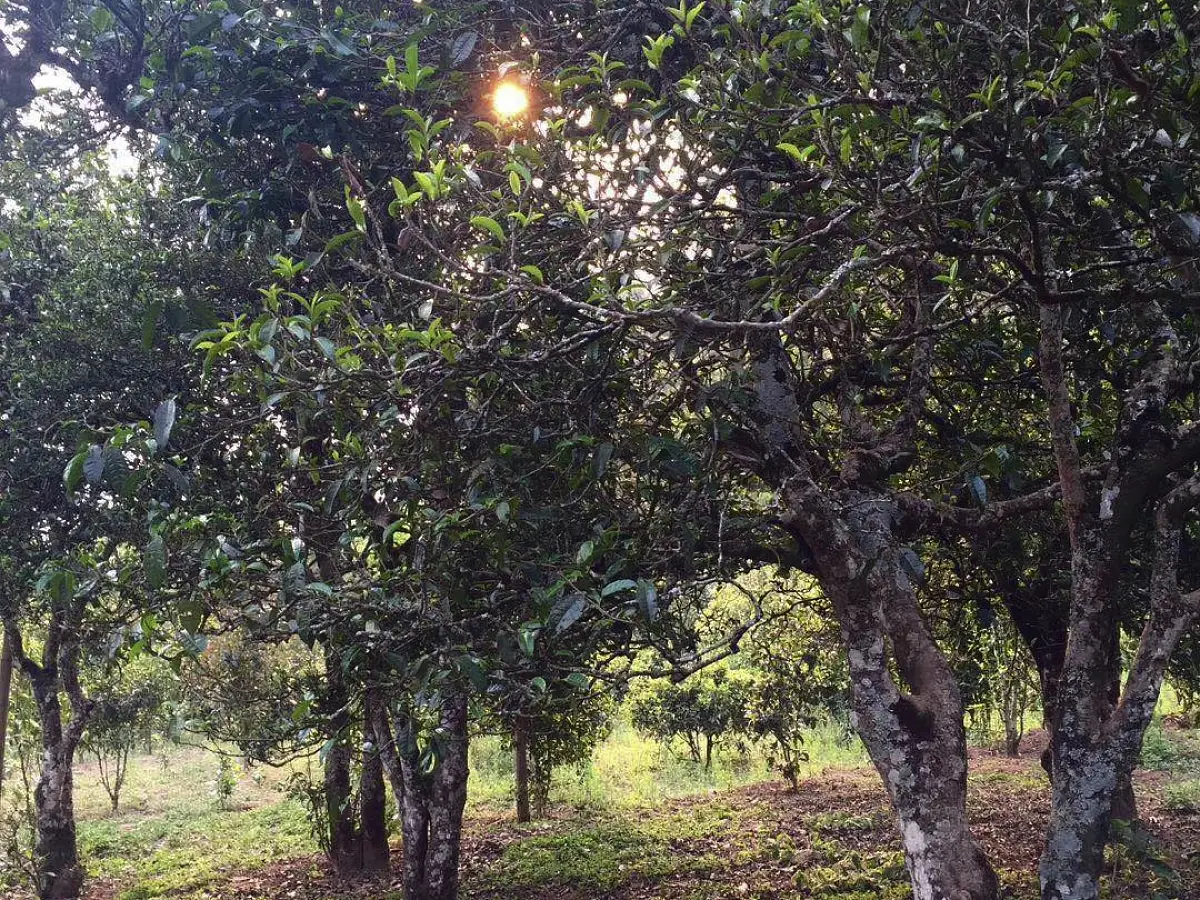 Шен пуэр «Амазонка», ЧАЁК, 200 грамм, 2020 год