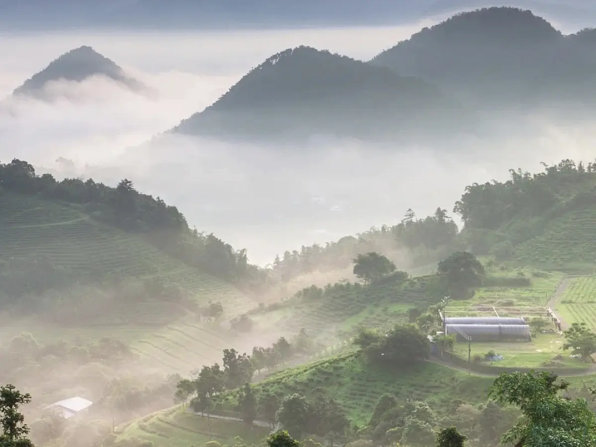 Чайный Сад Да Чжу 2200 м, красный