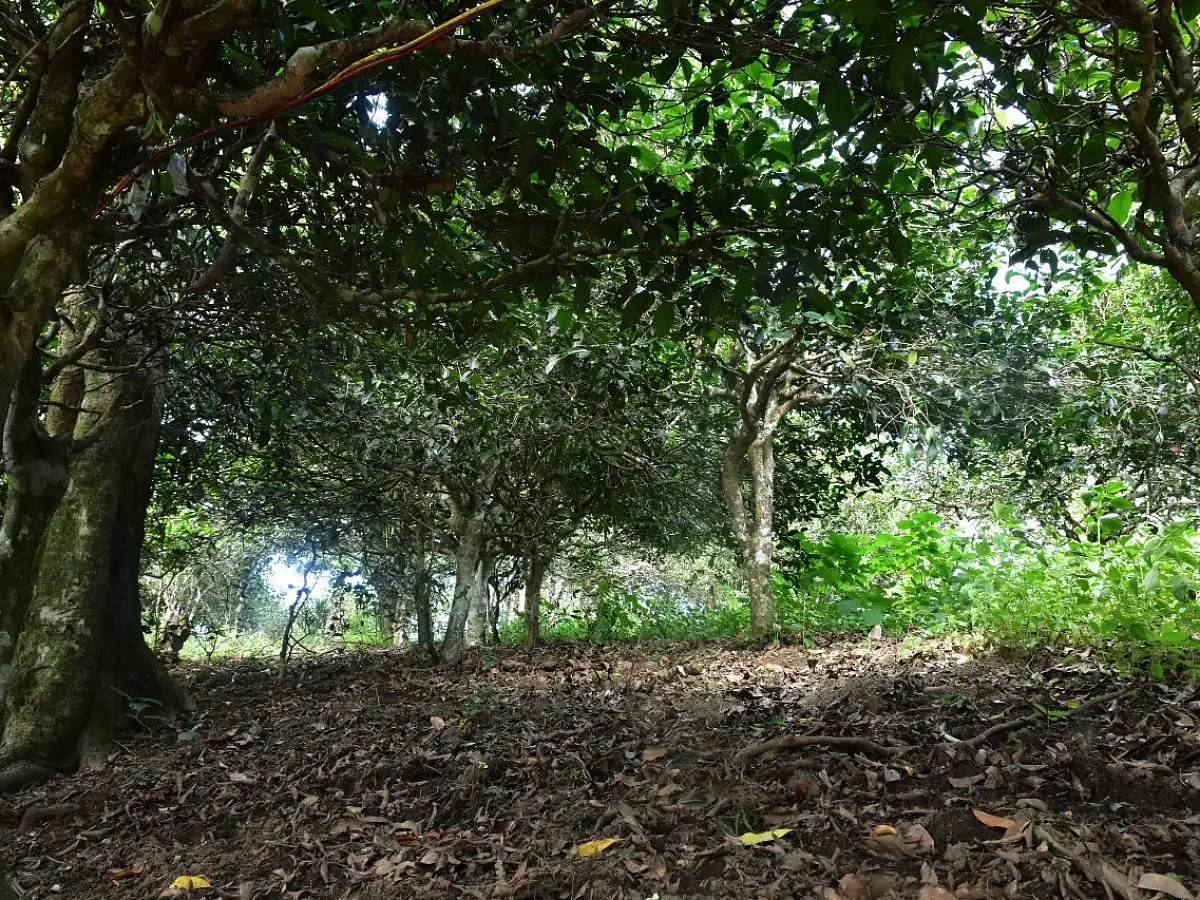 Шен пуэр «Путь», ЧАЁК, 200 грамм, 2021 год