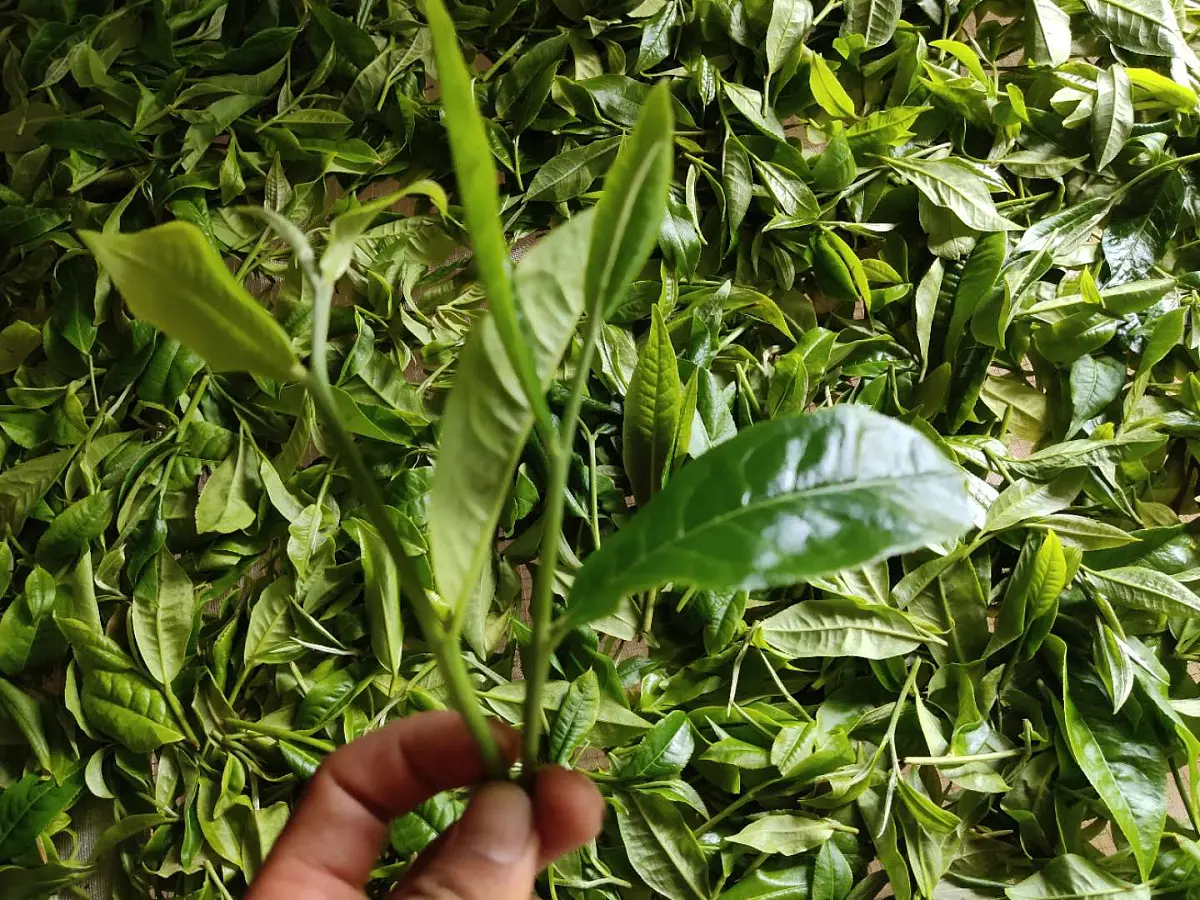 Шен пуэр «Амазонка», ЧАЁК, 200 грамм, 2020 год