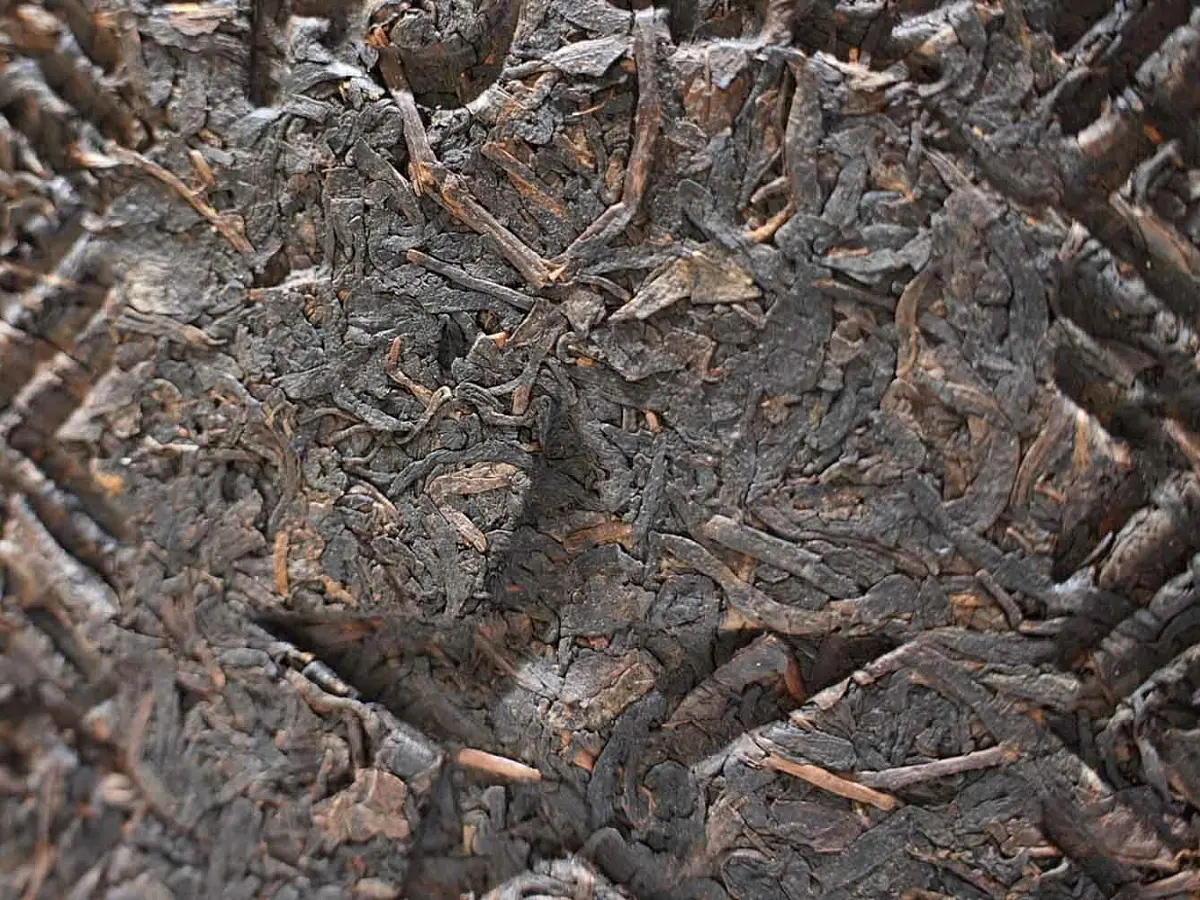 Хэй Ча Yuan Di Vintage, 2009 год