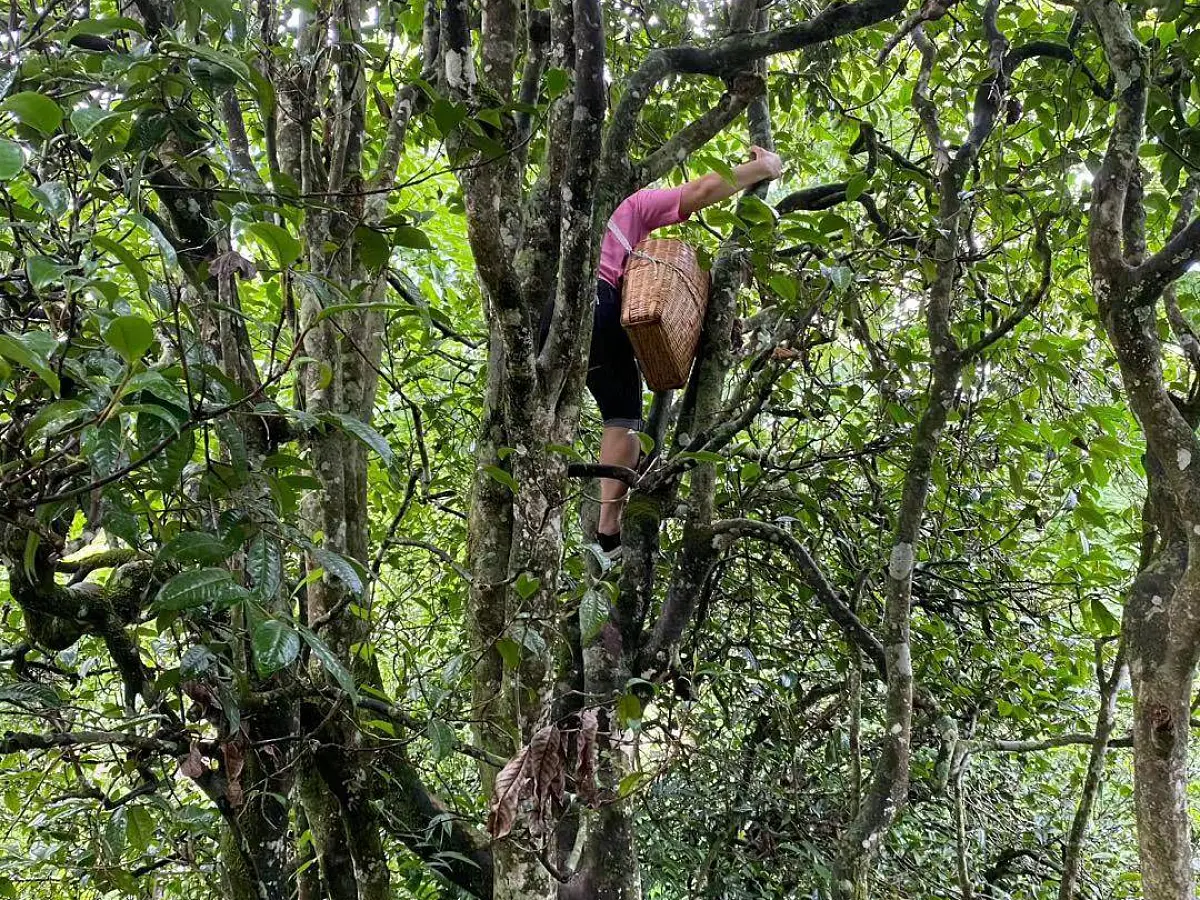 Белый чай «Вековые деревья», ЧАЁК, 200 грамм