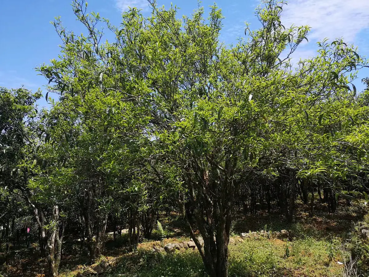 Цяо Му Булан Шань, 2020 год