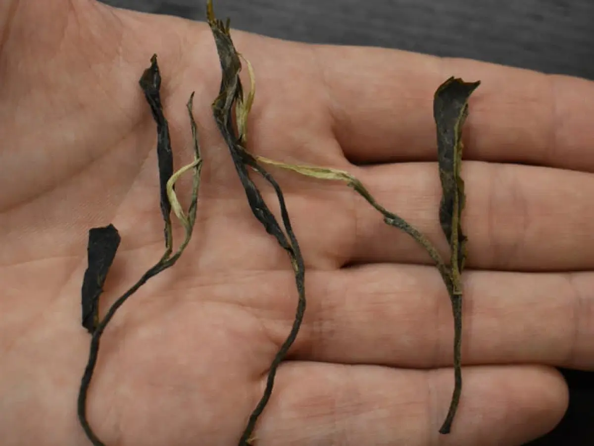 Цяо Му Булан Шань, 2020 год