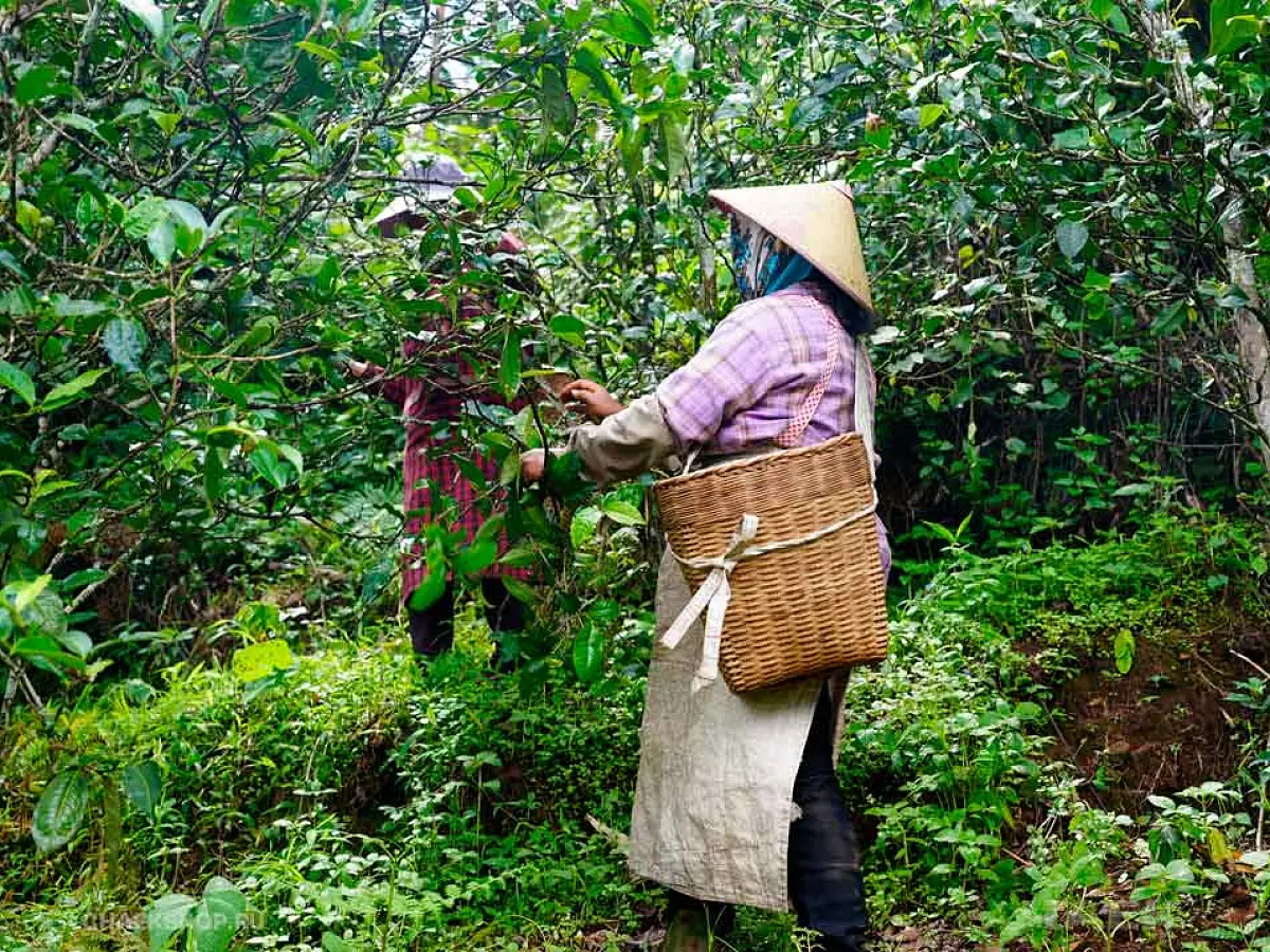 Specialty Box от ЧАЁК