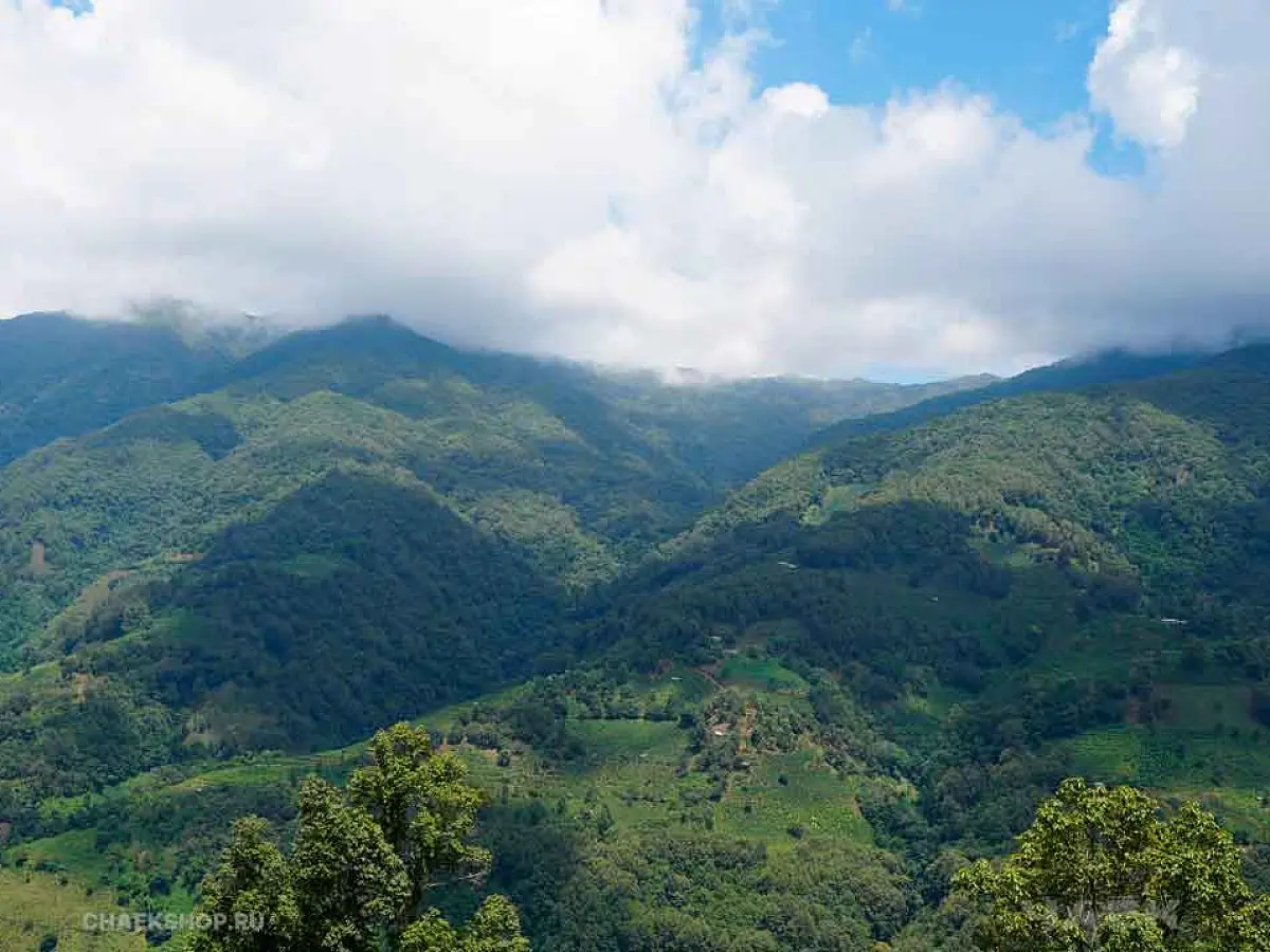 Specialty Box от ЧАЁК