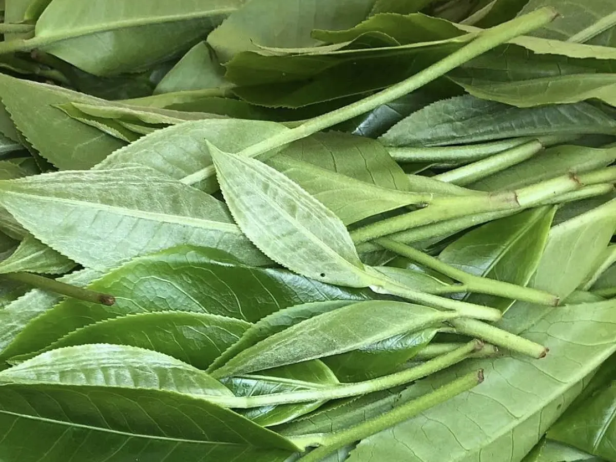 Шен пуэр «Галактика», 200 грамм, 2020 год