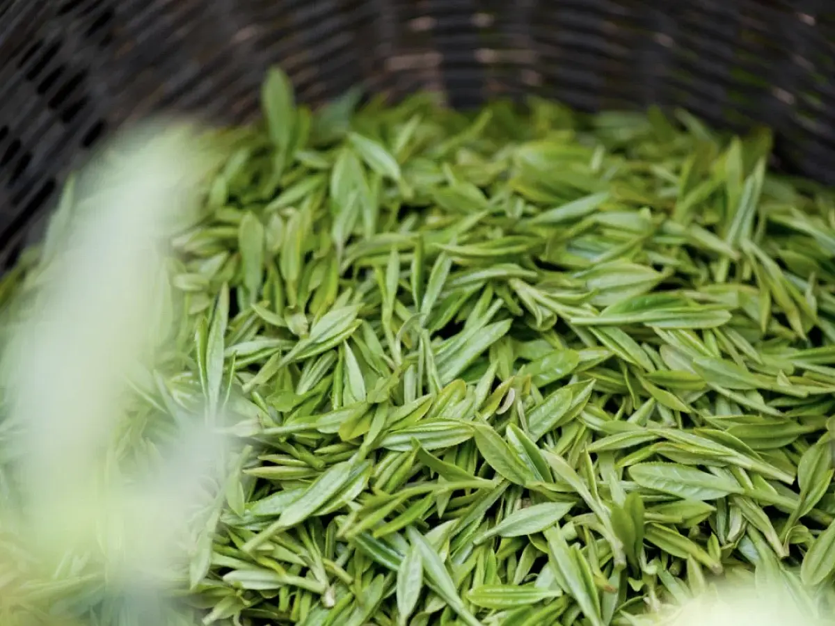 Цин Цзинь Шань Гао Хо 2500м