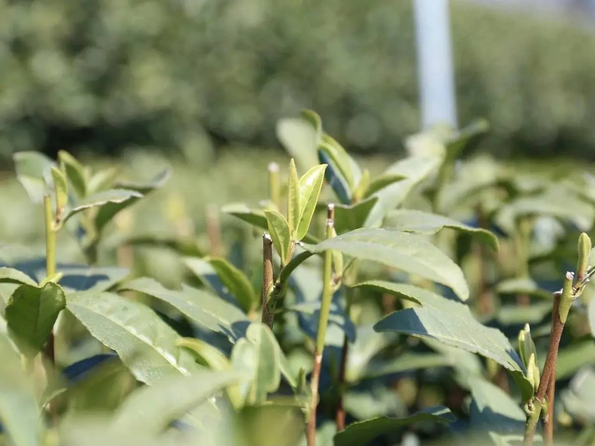 Эмэй Шань Лун Цзин