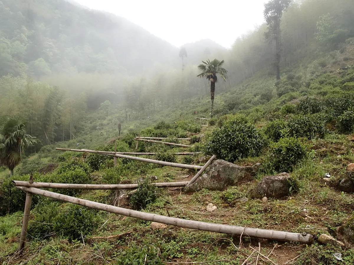 Тун Му Цзинь Цзюнь Мей, 10 грамм