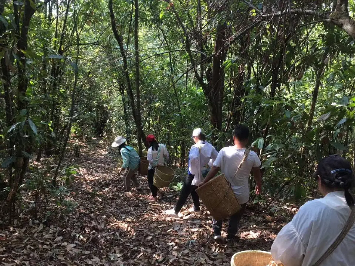 Шу пуэр «Тигр Мэнсун» ЧАЁК, 200 грамм, 2021 год