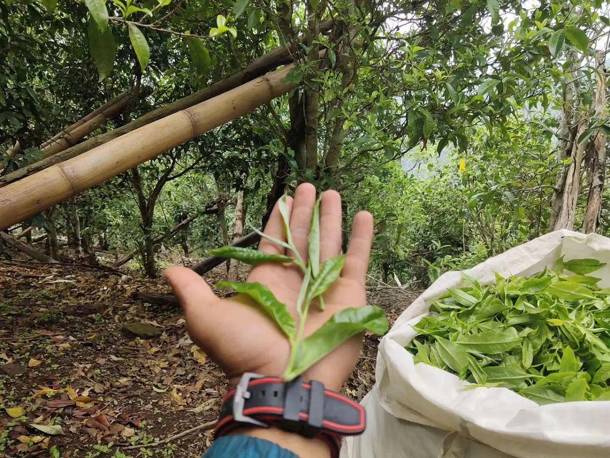 Белый чай «Вековые деревья», ЧАЁК, 200 грамм