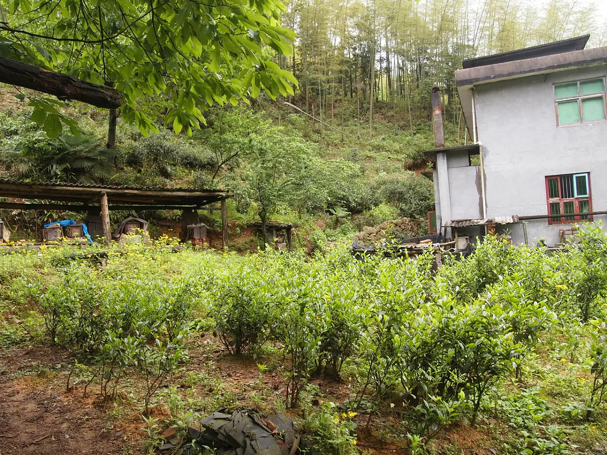 Тун Му Цзинь Цзюнь Мей, 10 грамм