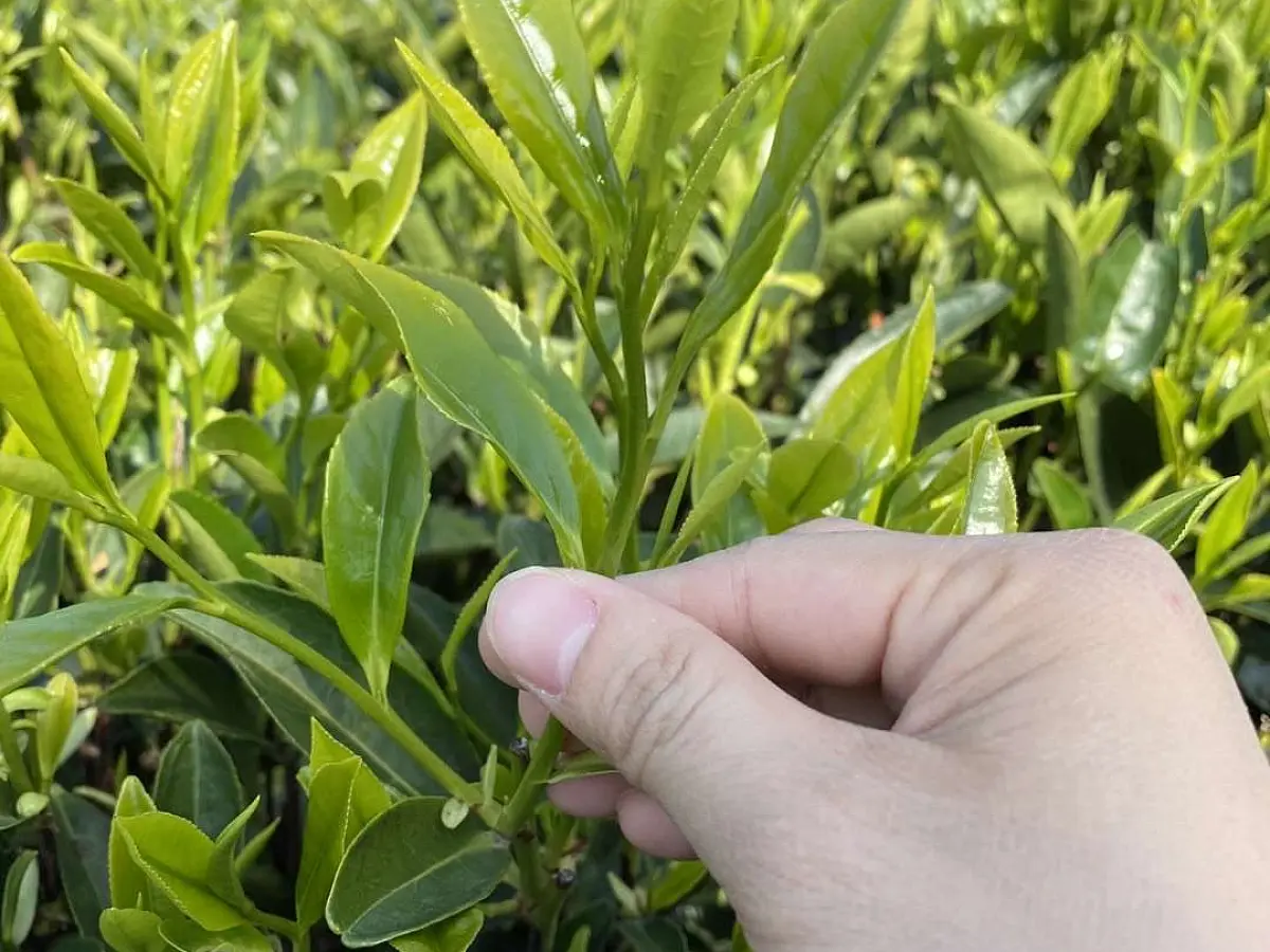 Лао Цун Я Ши Сян Дань Цун