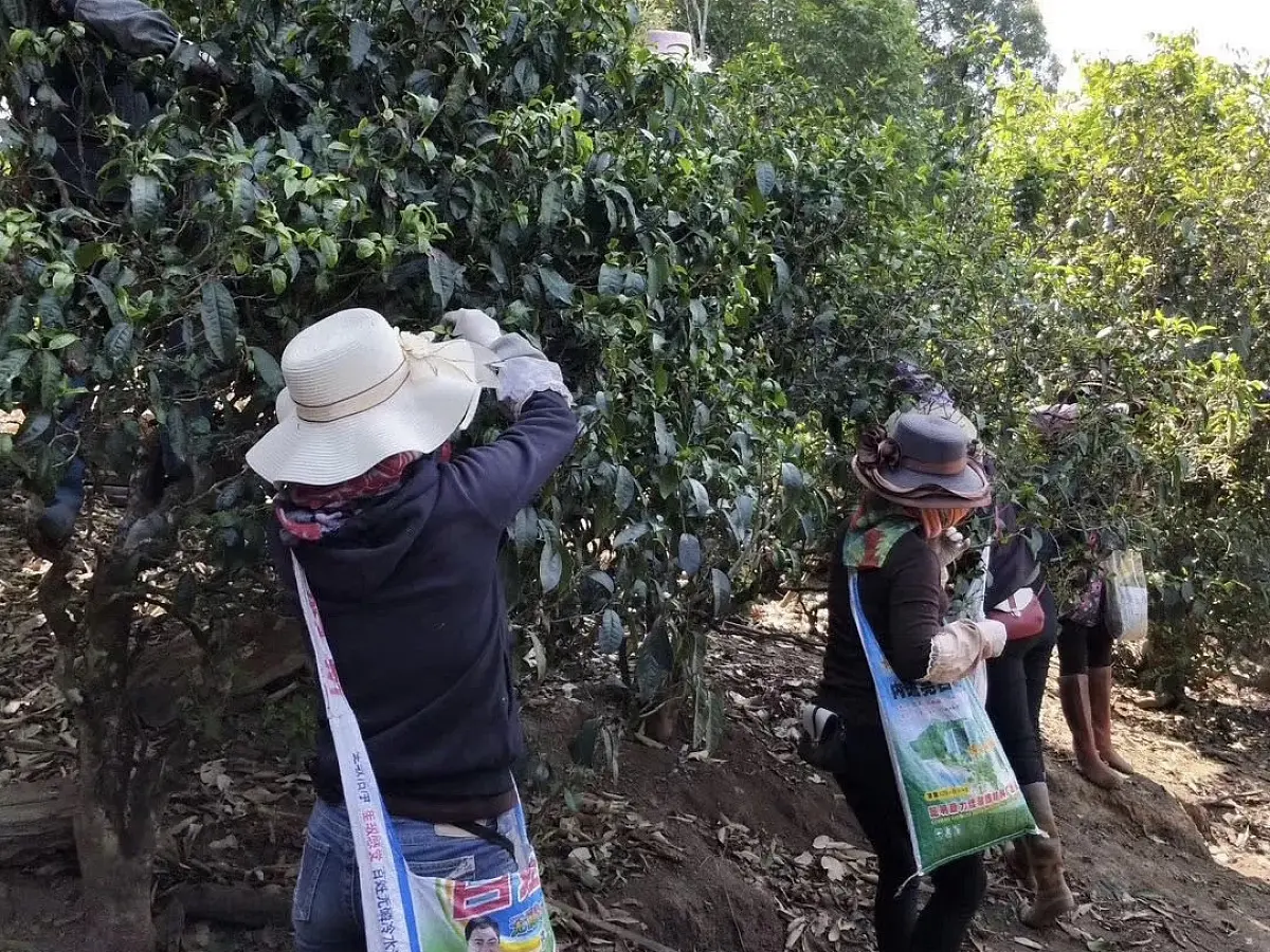 Хе Кай Гу Шу, 2017 год