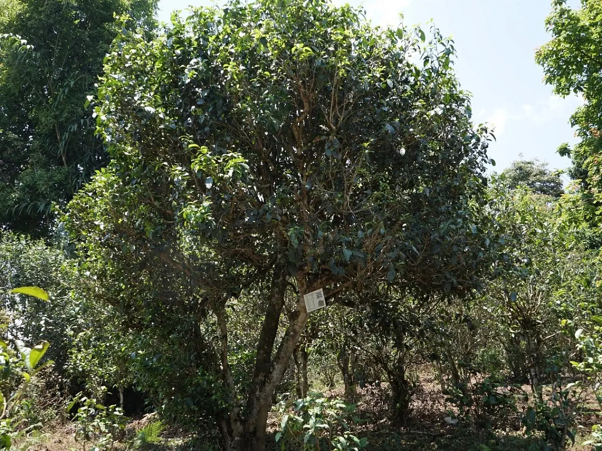 Белый чай «Абстракция», ЧАЁК, 100 грамм, 2021 год