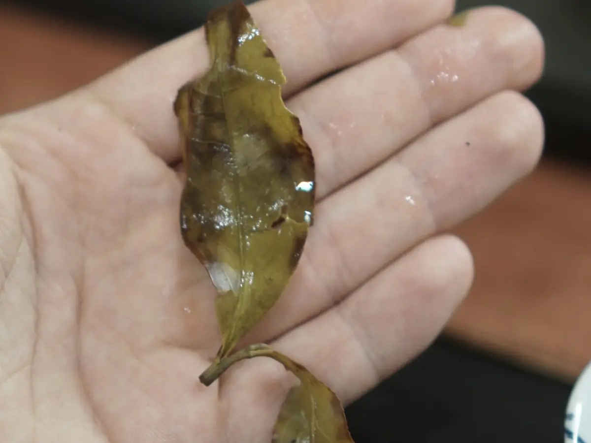 Дань Цун Бай Ча