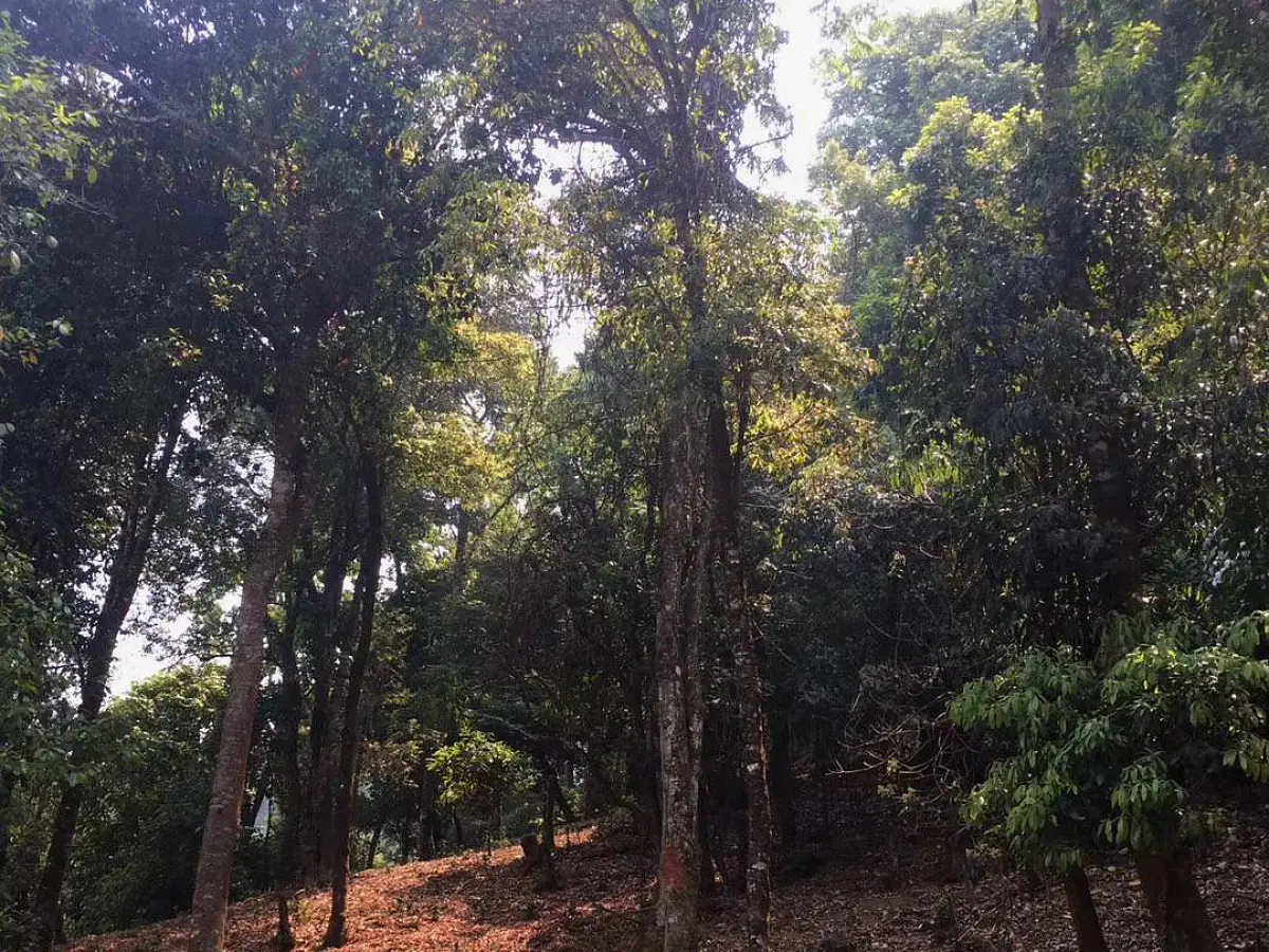 Шу пуэр «Тигр Мэнсун» ЧАЁК, 200 грамм, 2021 год