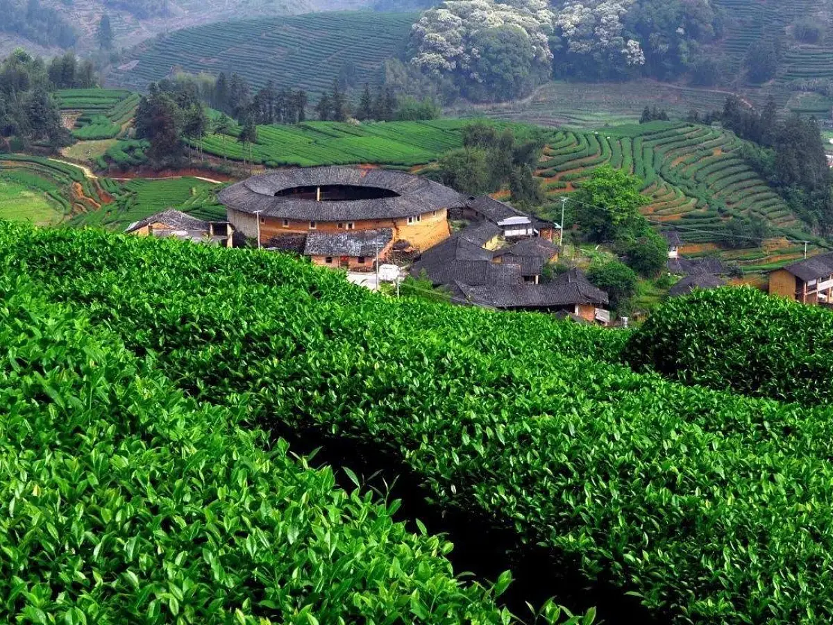 Тулоу Те Гуань Инь