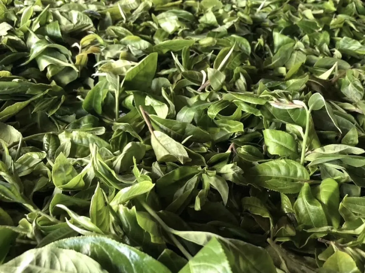 Хе Кай Гу Шу, 2017 год