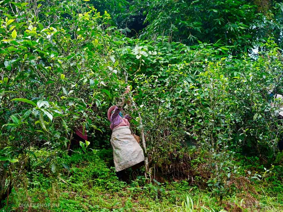 Specialty Box от ЧАЁК