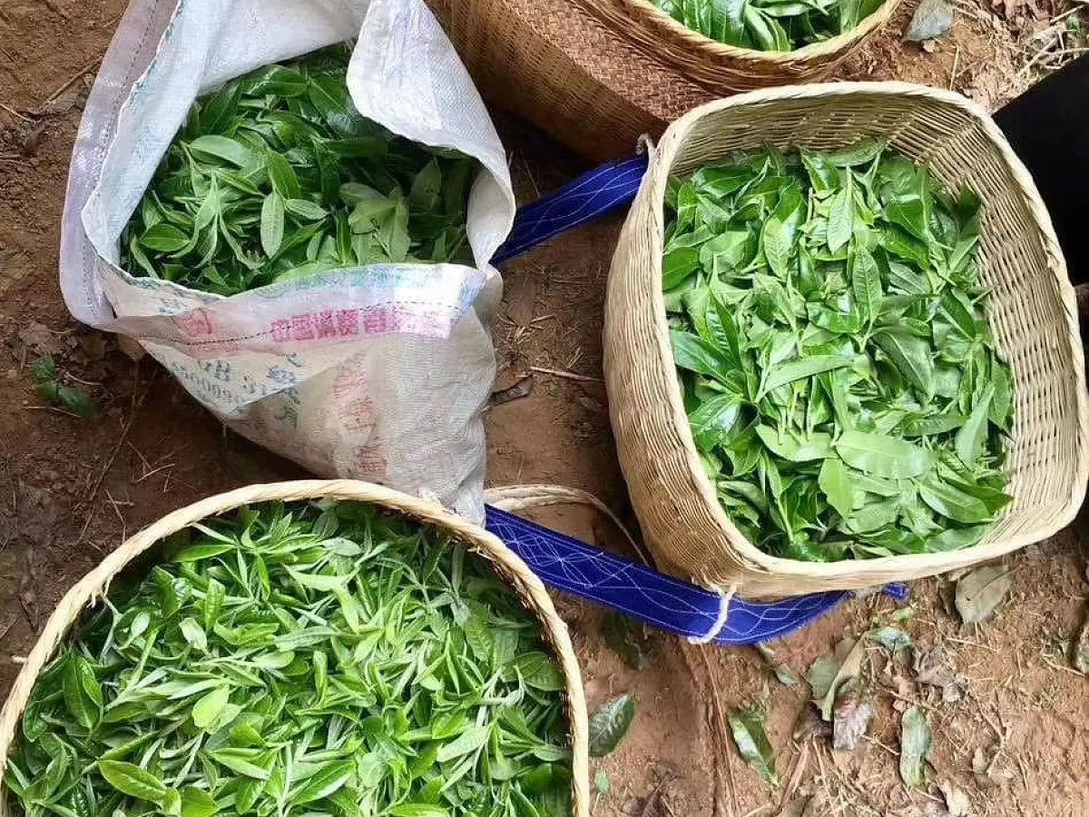 Белый чай «Вековые деревья», ЧАЁК, 200 грамм