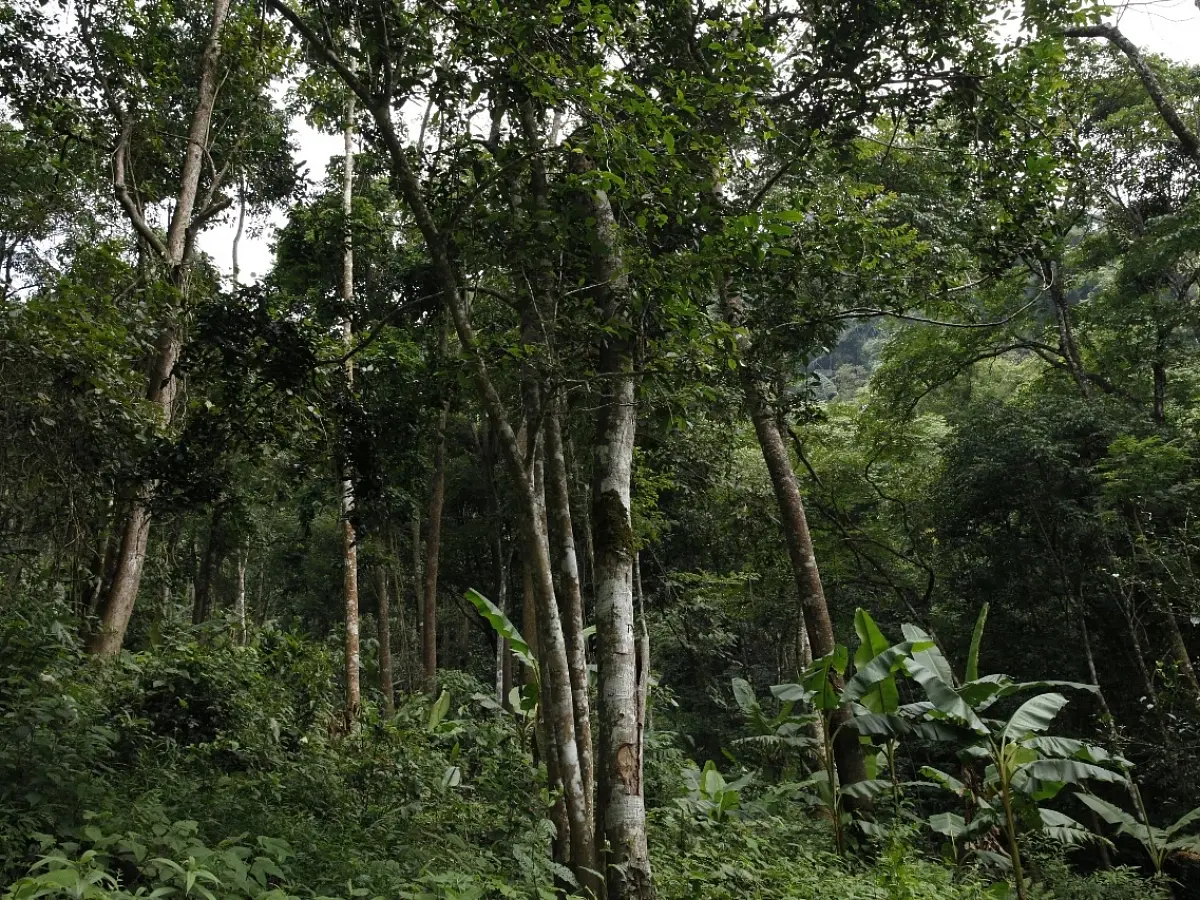 Гуа Фэн Чжай, 2018 год