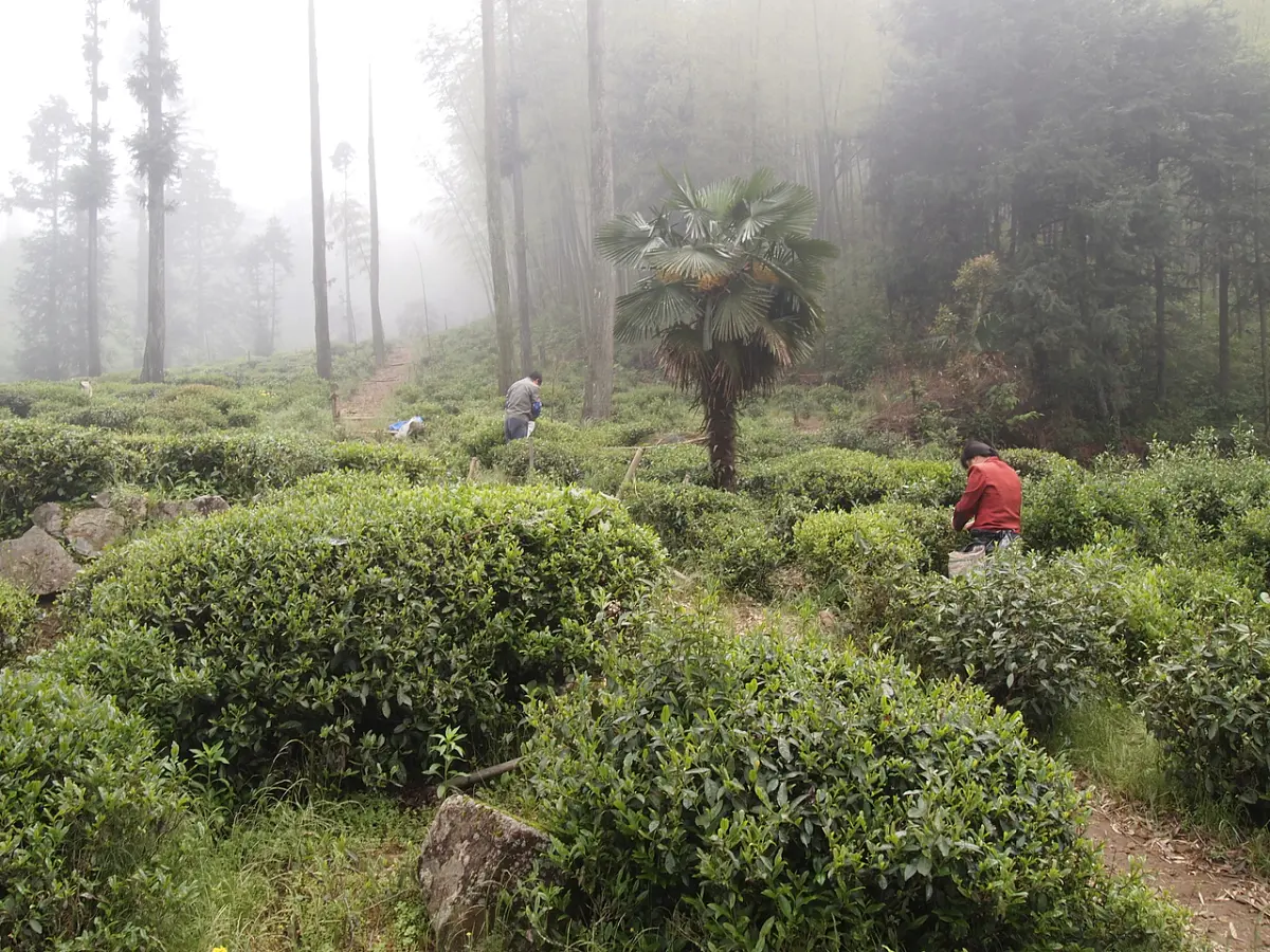 Тун Му Цзинь Цзюнь Мей, 10 грамм