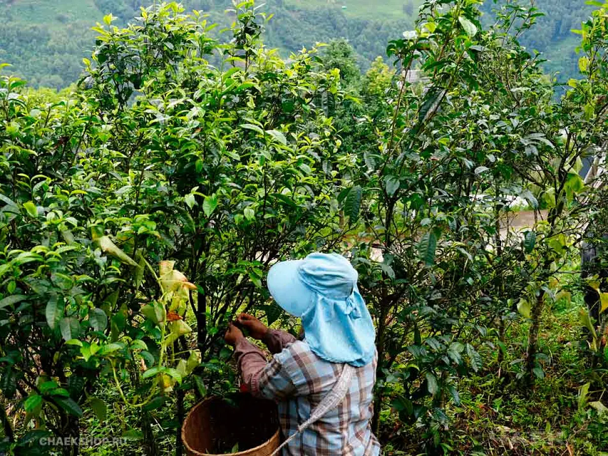 Specialty Box от ЧАЁК