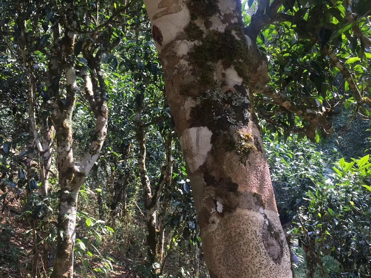 Шен пуэр «Старая школа», 300 грамм, 2021 год