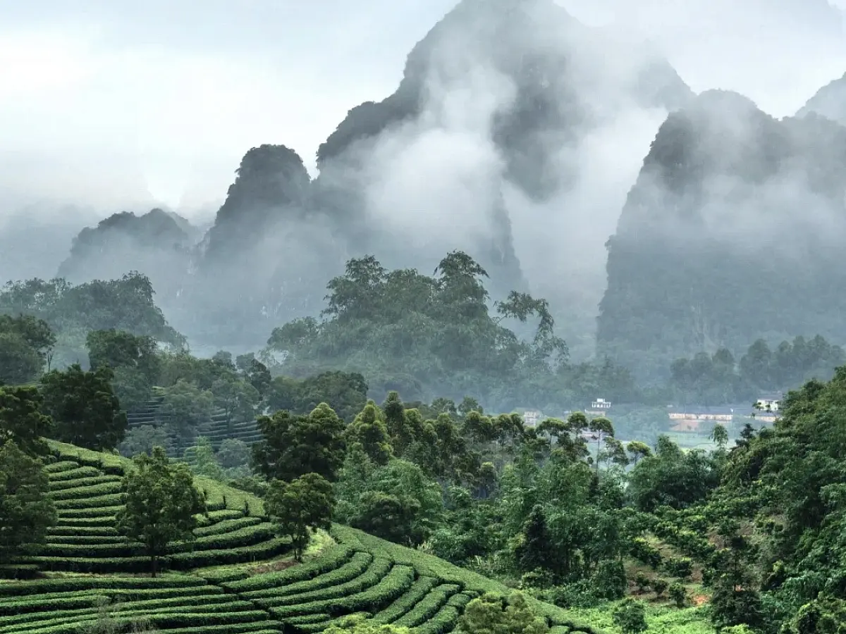 Чайный Сад Да Чжу 2200м, улун