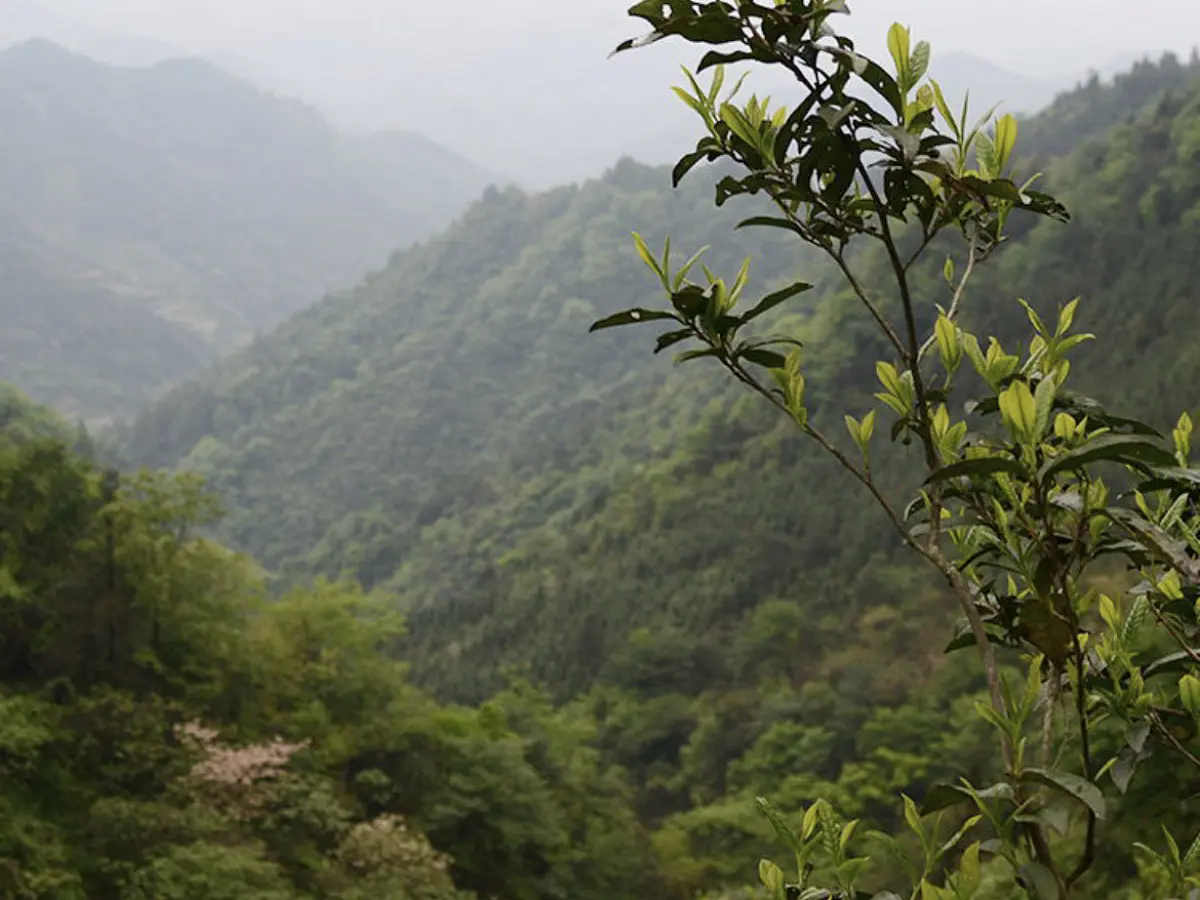 Юин Тай Аньхуа Хэй Ча,1 кг, 2017 год